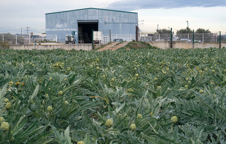 Camp de carxofes al davant de la nau de la Cooperativa Agrària Santboiana