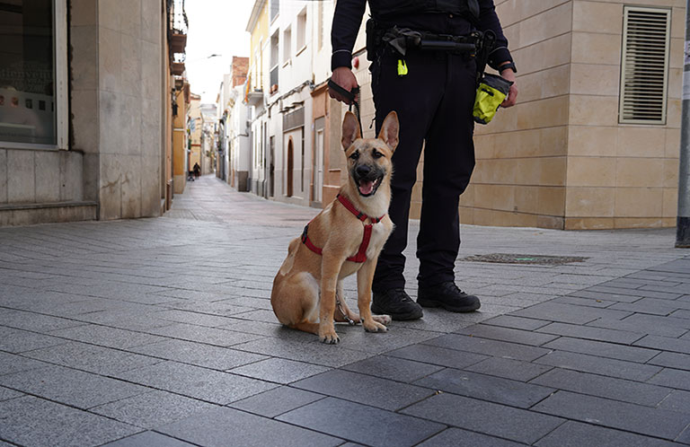 Imatge del Fènix, potencial gos policia de Sant Boi