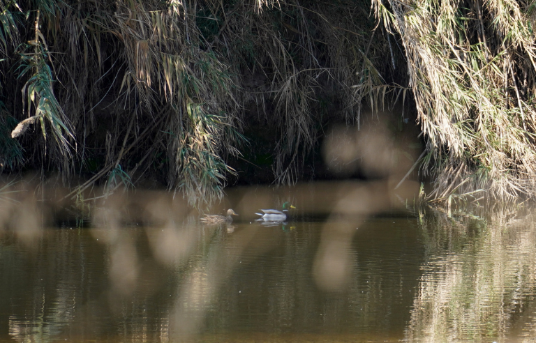 La fauna oculta del Llobregat