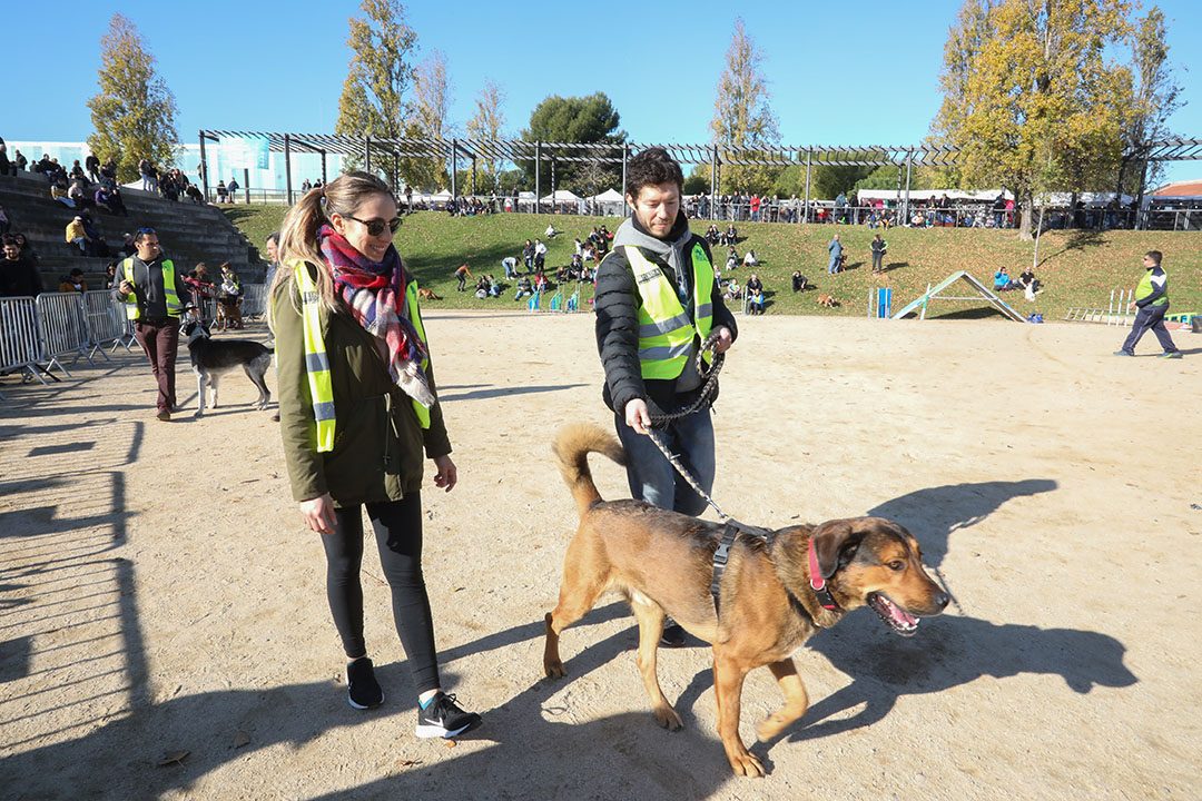 Refugi Municipal d'Animals de Companyia a la Fira de la Puríssima 