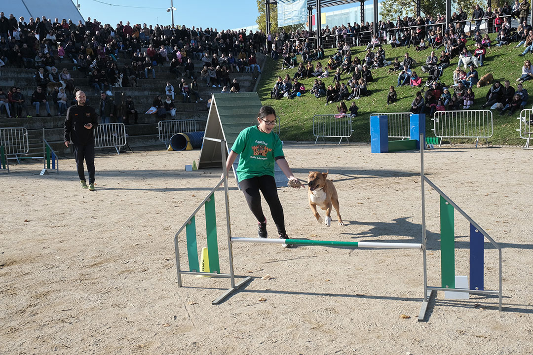 Exhibició d'Agility a la Festa de l’Animal de Companyia de la Puríssima