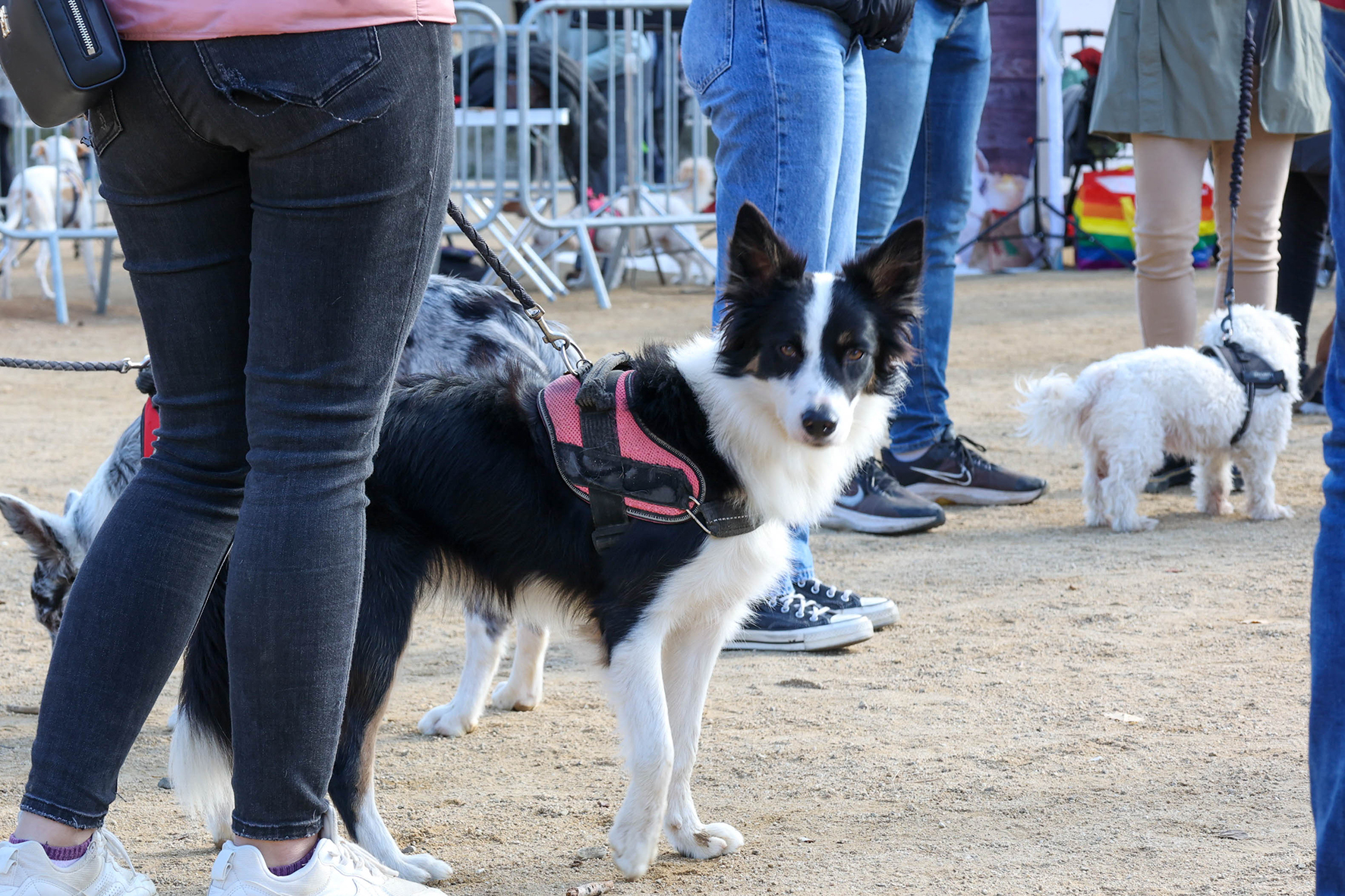 Festa de l’Animal de Companyia a l'amfiteatre del Parc de la Muntanyeta