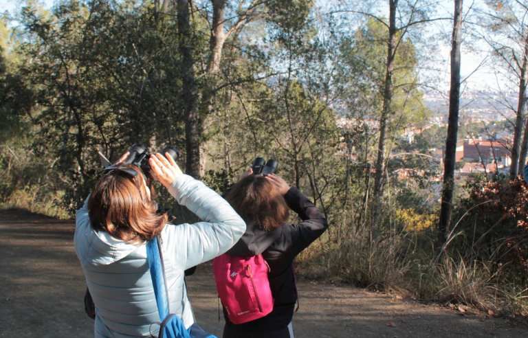 Observem els ocells del bosc