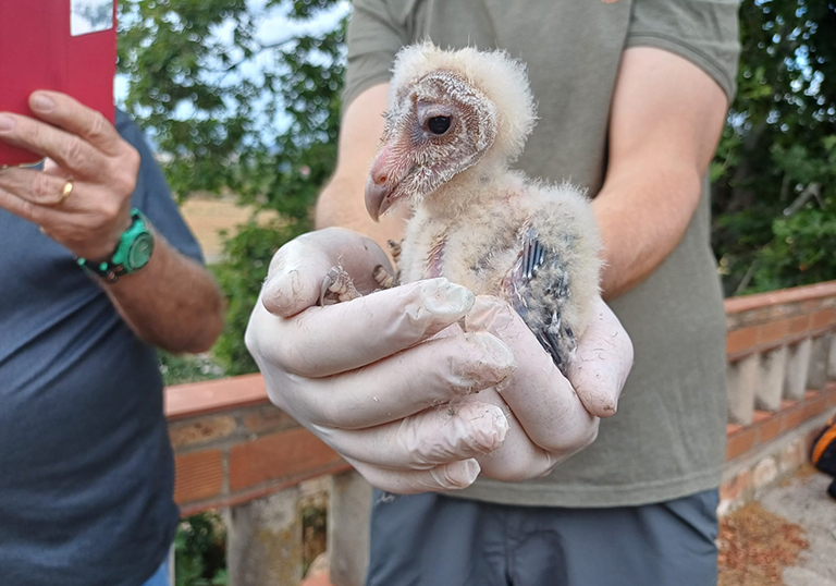Exemplar d'òliba criada en una caixa niu al parc agrari