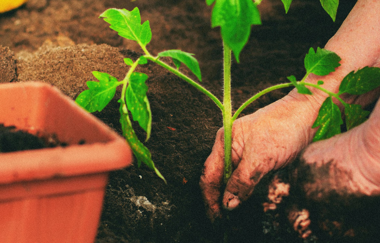 mans agafant una planta