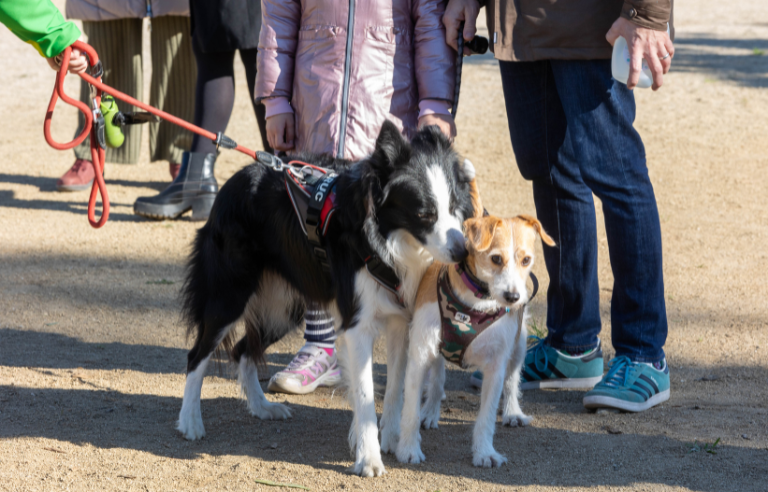 Festa de l’animal de companyia