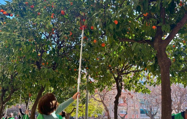 Espigolada popular de taronja amarga