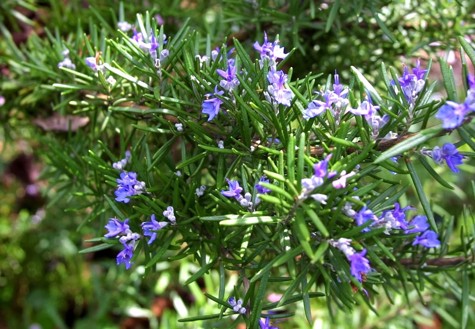 Sortida guiada: Plantes remeieres del bosc