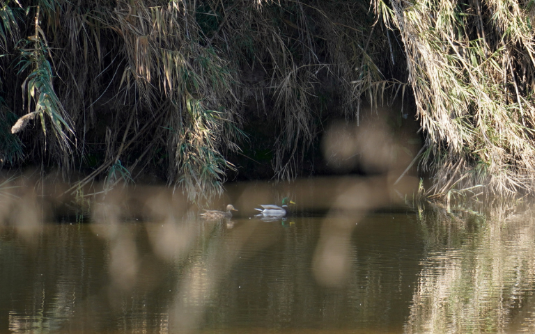 La fauna oculta del Llobregat