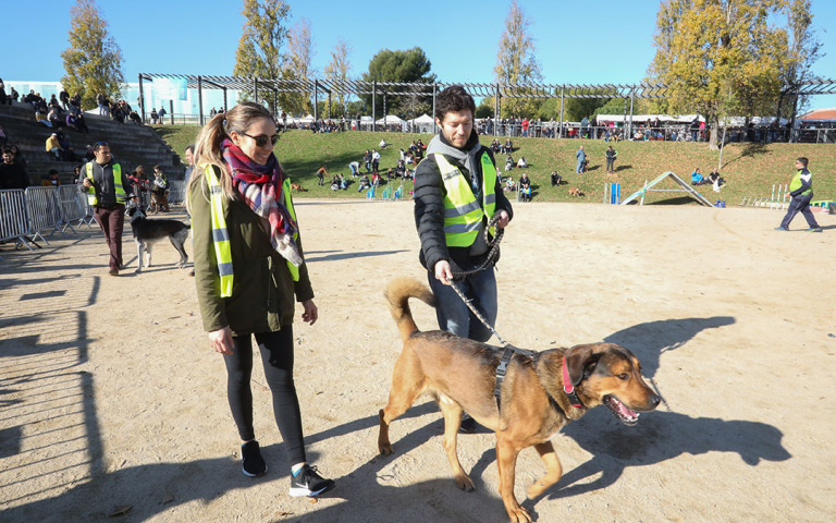 Refugi Municipal d'Animals de Companyia a la Fira de la Puríssima 