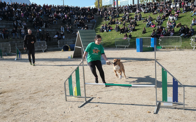 Exhibició d'Agility a la Festa de l’Animal de Companyia de la Puríssima