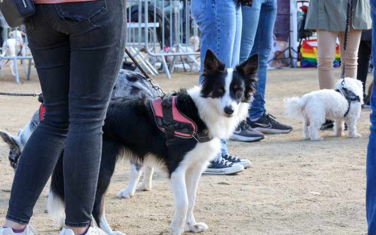 Festa de l’Animal de Companyia a l'amfiteatre del Parc de la Muntanyeta