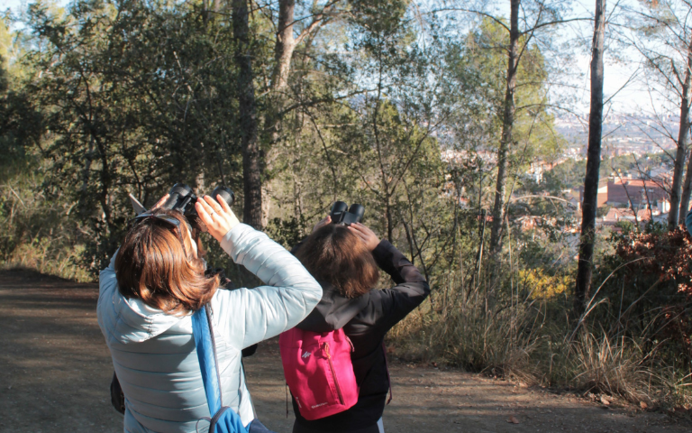 Observem els ocells del bosc