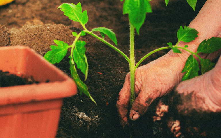 mans agafant una planta