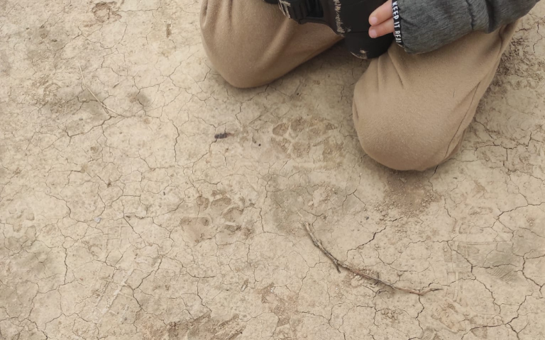  Sortida guiada: Rastres i petjades, qui viu ara al bosc? 