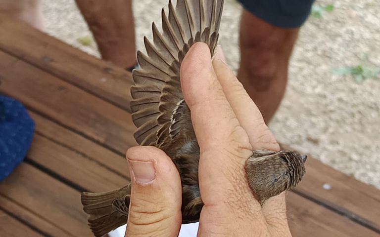 Sortida guiada: Anellament científic