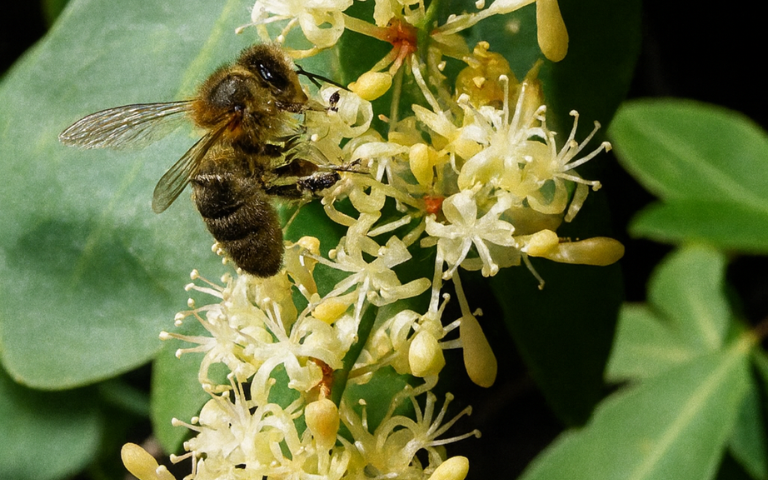 Sortida guiada plantes de tardor