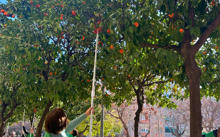 Espigolada popular de taronja amarga