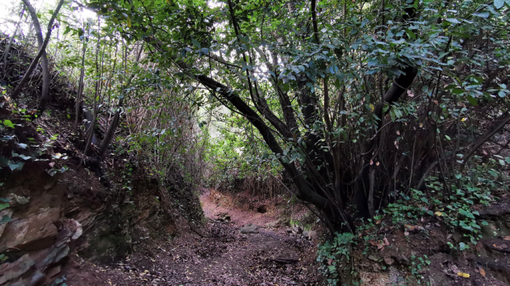 Riera de Can Carreres