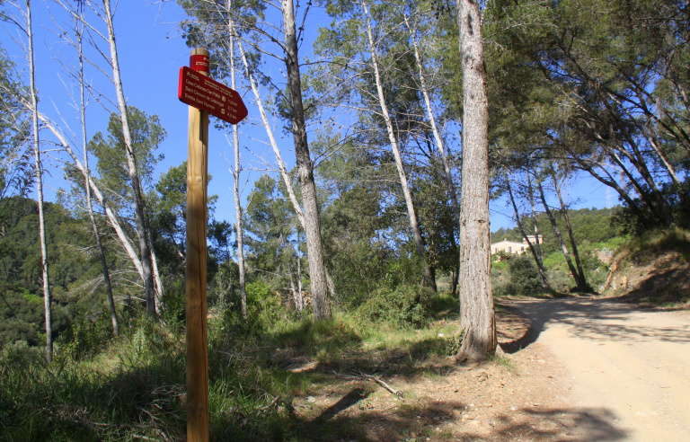 Entorn forestal de sant boi