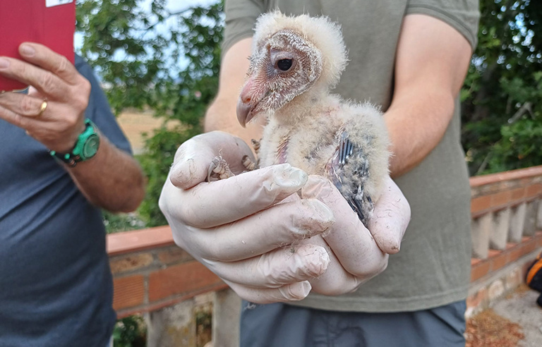 Exemplar d'òliba criada en una caixa niu al parc agrari